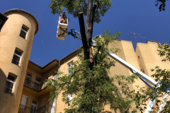 Favágás Budapesten a Bosnyák utcában a Socage 32 méteres emelőkosaras géppel