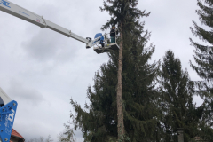 Veszélyes fák kivágásánál segédkeztünk az emelőkosaras gépünkkel