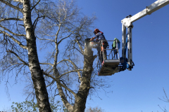 Profi favágók dolgoztak ma a 32 méteres emelőkosaras gépünkkel Cereden.