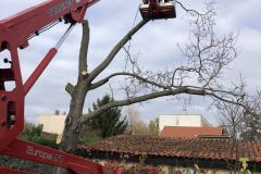 Favágás Gyöngyösön a 18 méteres emelőkosaras gépünkkel.