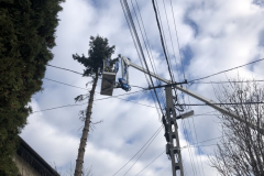 Favágás Karancsságon a 32 méteres Socage emelőkosaras gépünkkel. A rengeteg távközlési és elektromos kábel nehezítette a feladatot, viszont a profi személyzetnek nem okozott problémát ez a nehezítő körülmény.